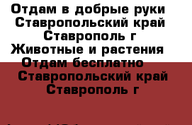 Отдам в добрые руки - Ставропольский край, Ставрополь г. Животные и растения » Отдам бесплатно   . Ставропольский край,Ставрополь г.